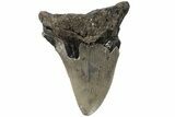 Serrated, Fossil Megalodon Tooth - North Carolina #221846-1